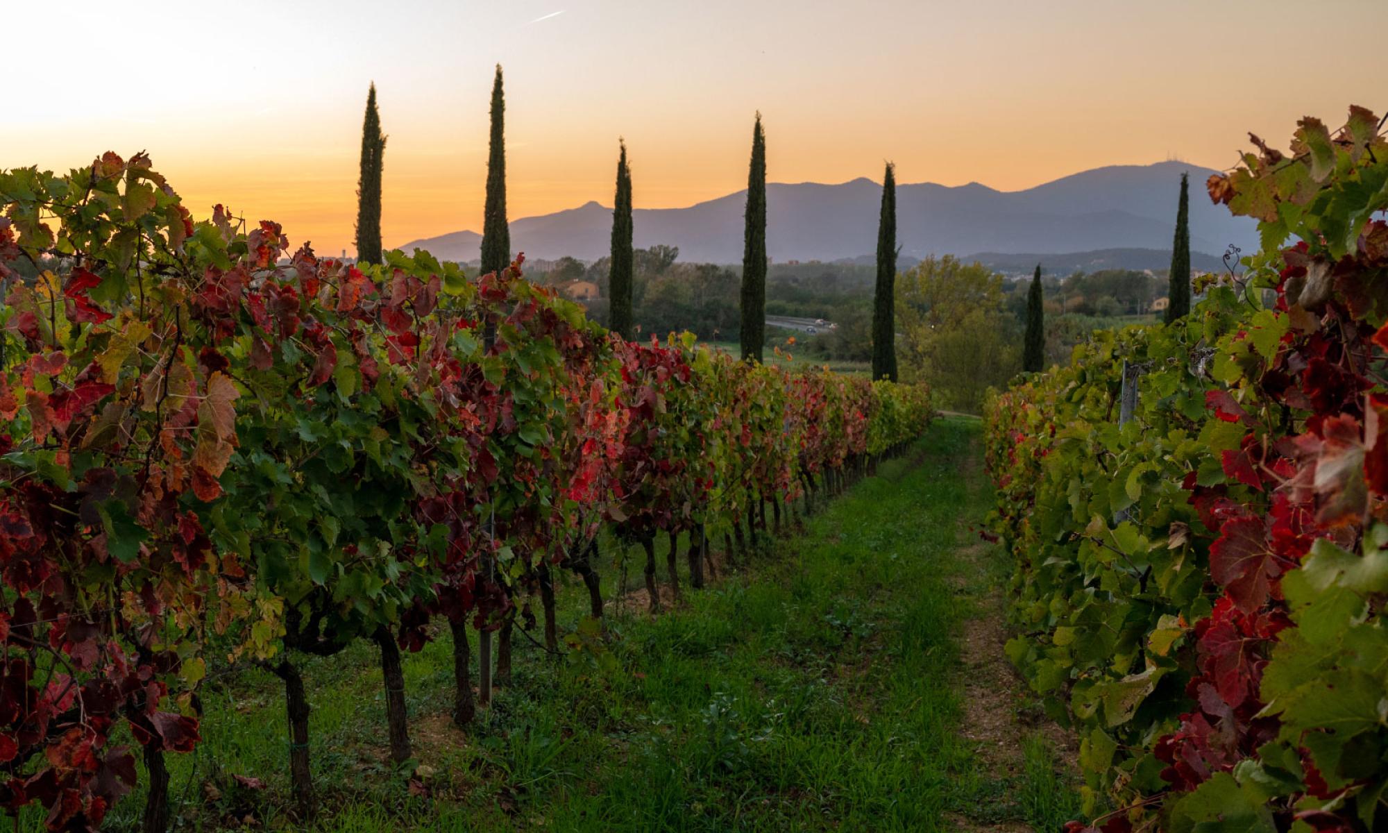 Anima Toscana Anima Toscana